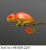 Orange green chameleon lizard sitting on branch closeup isolated realistic image dark transparent background vector illustration. Chameleon Realistic Transparent. Стоковая иллюстрация, агентство Ingram Publishing / Фотобанк Лори