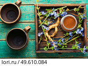 Chicory root and chicory flowers on rustic wooden background,alternative medicine.Cichorium intybus.Chicory drink. Chicory in herbal medicine,homeopathic herbs. Стоковое фото, агентство Ingram Publishing / Фотобанк Лори