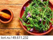 Milk thistle or Silybum marianum in in herbal medicine,wild medicinal plant. Thistle in herbal medicine,wooden background. Стоковое фото, агентство Ingram Publishing / Фотобанк Лори