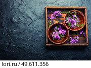 Ivan tea in a bowl.Blooming willow herb in herbal medicine.Medicative blooming sally.Copy space. Willow-herb or blooming sally,space for text. Стоковое фото, агентство Ingram Publishing / Фотобанк Лори