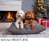 Two poodles lie on a pillow near a Christmas tree with presents. Стоковое AI-изображение, AI-художник Irina Kuchugurina/Gaudy / Фотобанк Лори
