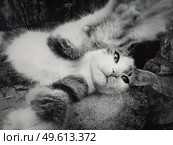 Funny little tomcat playing with camera, close up black and white portrait. Adorable striped kitty with outstretched paws laying down outdoors. Стоковое фото, агентство Ingram Publishing / Фотобанк Лори