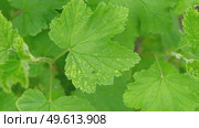 Currant and gooseberry leaf spot. Curling puckering sick blister leaves close-up. Small, dark yellow orange spots on the plant. Puckered blistered leaves distorted by aphids. Yellowish green foliage. Стоковое видео, видеограф Марина Демидюк / Фотобанк Лори