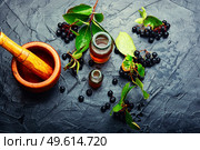 Bunches of fresh chokeberry. Herbal medicine and homeopathy. Chokeberry in herbal medicine,aronia fruit. Стоковое фото, агентство Ingram Publishing / Фотобанк Лори