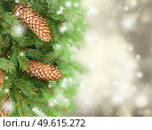 chrismas tree and pine cones on gray festive background with sparkles. chrismas tree and pine cones. Стоковое фото, агентство Ingram Publishing / Фотобанк Лори