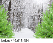 way in snowed winter  forest with evergreen trees. Стоковое фото, агентство Ingram Publishing / Фотобанк Лори