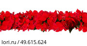 garland of fresh scarlet poinsettia flower or christmas star on a white background. scarlet poinsettia flower or christmas star. Стоковое фото, агентство Ingram Publishing / Фотобанк Лори