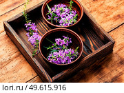 Ivan tea in a bowl.Blooming willow herb in herbal medicine.Medicative blooming sally. Willow-herb or blooming sally. Стоковое фото, агентство Ingram Publishing / Фотобанк Лори
