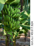 Bunch of Unripe green bananas growing on tree on a plantation in Cyprus. Стоковое фото, агентство Ingram Publishing / Фотобанк Лори