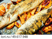 Pike perch fried with autumn fruits.Seafood,close up. Tasty baked fish,food background. Стоковое фото, агентство Ingram Publishing / Фотобанк Лори