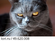 a gray cat of British or Scottish breed lies on the bed in the light from the window. Стоковое фото, агентство Ingram Publishing / Фотобанк Лори