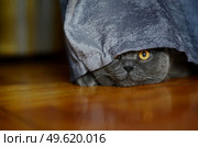 a gray cat of British or Scottish breed lies on the bed in the light from the window. Стоковое фото, агентство Ingram Publishing / Фотобанк Лори
