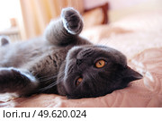 a gray cat of British or Scottish breed lies on the bed in the light from the window. Стоковое фото, агентство Ingram Publishing / Фотобанк Лори