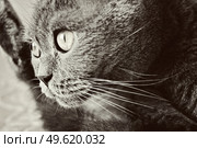 a gray cat of British or Scottish breed lies on the bed in the light from the window. Стоковое фото, агентство Ingram Publishing / Фотобанк Лори