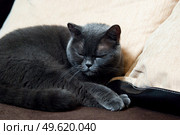 a gray cat of British or Scottish breed lies on the bed in the light from the window. Стоковое фото, агентство Ingram Publishing / Фотобанк Лори