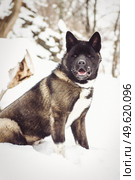 Alaskan Malamute dark color in the natural environment walking in the snow. Стоковое фото, агентство Ingram Publishing / Фотобанк Лори