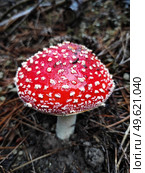 red poisonous mushroom fly agaric in natural environment in pine forest. Стоковое фото, агентство Ingram Publishing / Фотобанк Лори