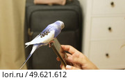 Budgerigar playing with owner woman. Cute Budgie. Funny blue purple parakeet sitting on smartphone. Domestic Animals and gadgets. Pet and phone. Friendship, relationship with Pets. Humor. Technology. Стоковое видео, видеограф Марина Демидюк / Фотобанк Лори