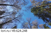 Treetops in a spring forest on a sunny day. Стоковое видео, видеограф Виктор Тихонов / Фотобанк Лори