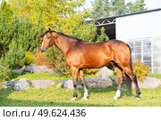 exterior of  bay sportive warmblood horse posing in  stable garden. Стоковое фото, агентство Ingram Publishing / Фотобанк Лори