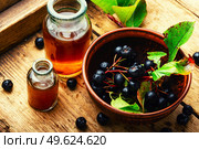 Bunches of fresh chokeberry. Herbal medicine and homeopathy. Chokeberry berries in herbal medicine. Стоковое фото, агентство Ingram Publishing / Фотобанк Лори