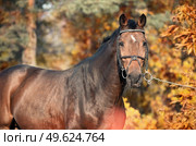 portrait of sportive warmblood horse posing in beautiful stable garden. fall season. Стоковое фото, агентство Ingram Publishing / Фотобанк Лори