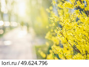 Yellow Forsythia blossom with blurred street background and natural light. Springtime in city with yellow blooming tree. Front view. Стоковое фото, агентство Ingram Publishing / Фотобанк Лори