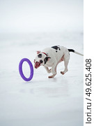 running and playing white dog with toy at  frozen gulf. winter. Стоковое фото, агентство Ingram Publishing / Фотобанк Лори