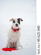 portrait of white staffordshire terrier with toy posing at snowing gulf. winter . Стоковое фото, агентство Ingram Publishing / Фотобанк Лори