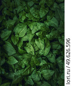 Fresh sprouts, green leaves texture of bindweed plants. Wild herb, natural vegetation close up background. Стоковое фото, агентство Ingram Publishing / Фотобанк Лори