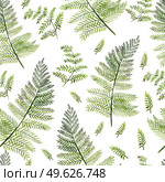 Watercolor Seamless pattern with different  ferns.  Illustration. Watercolor Seamless pattern with different  ferns. . Стоковое фото, агентство Ingram Publishing / Фотобанк Лори