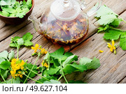 Healing tincture of celandine in a bottle.Herbal medicine.Healing herb tea. Medicinal herb celandine,healing tea. Стоковое фото, агентство Ingram Publishing / Фотобанк Лори