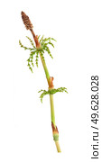 Strobilus called cones of young horsetail (Equisetum) sprig Isolated on white background, cutout ready high resolution image. Стоковое фото, фотограф Елена  Попкова / Фотобанк Лори