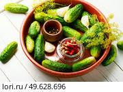 Salted homemade cucumbers.Cooking process.Canned gherkin.Marinated vegetable.Preparation for pickling cucumbers. Fresh cucumbers and ingredients for cooking pickled cucumbers. Стоковое фото, агентство Ingram Publishing / Фотобанк Лори