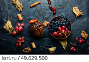Young grape wine in a vessel. Beautiful wine flask with autumn grape wine. Stylish flask of wine. Стоковое фото, агентство Ingram Publishing / Фотобанк Лори