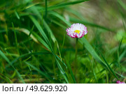 Нежно розовая маргаритка среди травы после дождя. Стоковое фото, фотограф Александра Плискова / Фотобанк Лори