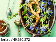 Chicory root and chicory flowers,weed. Wild plant in herbal medicine.. Chicory in herbal medicine. Стоковое фото, агентство Ingram Publishing / Фотобанк Лори