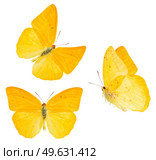 set of apricot sulphur butterfly isolated on white background. apricot sulphur butterfly. Стоковое фото, агентство Ingram Publishing / Фотобанк Лори