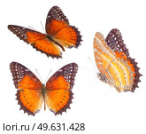 set of Red Lacewing butterfly isolated on white background. Red Lacewing butterfly. Стоковое фото, агентство Ingram Publishing / Фотобанк Лори