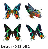 set of chrysiridia rhipheus butterflies isolated on white background. chrysiridia rhipheus butterfly. Стоковое фото, агентство Ingram Publishing / Фотобанк Лори