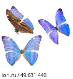 set of Morpho adonis ice blue butterfly isolated on white background. morpho adonis blue butterfly. Стоковое фото, агентство Ingram Publishing / Фотобанк Лори