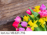 fresh pink and red  tulips with daffodils border  on wood . bouquet of   tulips and daffodils. Стоковое фото, агентство Ingram Publishing / Фотобанк Лори
