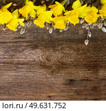 spring fresh  yellow daffodil flowers with catkins border on wooden background with copy space. spring narcissus with catkins. Стоковое фото, агентство Ingram Publishing / Фотобанк Лори