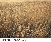 Dry reed texture in the sunset light. Parched wild bulrush plants, golden natural background. Стоковое фото, агентство Ingram Publishing / Фотобанк Лори