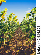  Sunflower field crops in a sunny day                              . Стоковое фото, агентство Ingram Publishing / Фотобанк Лори