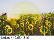  Sunflower field crops in a sunny day                              . Стоковое фото, агентство Ingram Publishing / Фотобанк Лори