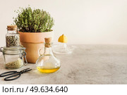 Food background with potted herbs, herbal salt, olive oil, lemon, citrus squeezer and kitchen scissors on grey concrete kitchen table at pale beige wall background. Healthy cooking. Front view. Стоковое фото, агентство Ingram Publishing / Фотобанк Лори