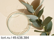 Glass petri dish with transparent pure serum for skin care on beige background, aboratory tests and research, making natural organic cosmetic, natural cosmetics concept with eucaliptus close up. Glass petri dish with transparent pure serum for skin care. Стоковое фото, агентство Ingram Publishing / Фотобанк Лори
