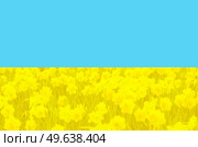 In solidarity with Ukraine - filed of flowers on blue sky background, symbol of Ukraine. In solidarity with Ukraine. Glory to Ukraine. Стоковое фото, агентство Ingram Publishing / Фотобанк Лори