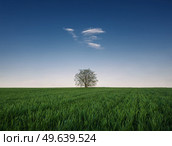 Lone tree in the growing wheat field. Idyllic minimalist background. Conceptual spring scene with green grass meadow and a single tiny cloud in the blue sky above the solitary tree. Стоковое фото, агентство Ingram Publishing / Фотобанк Лори